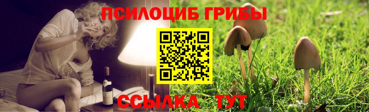 Псилоцибиновые грибы прущие грибы Губаха